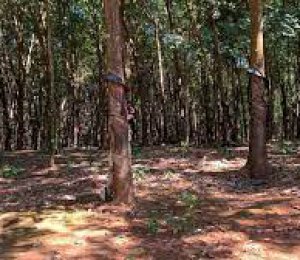 Cần bán thanh lý  cây cao su diện tích 25 ha tại Cư Jut- Đắc Nông